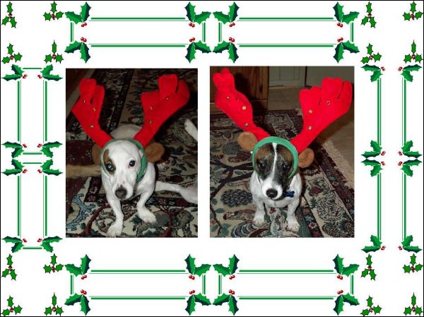 Di's Dogs